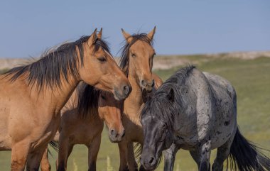 wild horses in summer in the Pryor Mountains Montana 