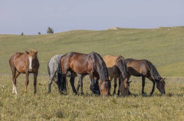 wild horses in summer in the Pryor Mountains Montana 