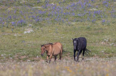 wild horses in summer in the Pryor Mountains Montana 