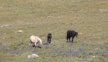 Yazın Montana 'daki Pryor Dağları' nda vahşi atlar