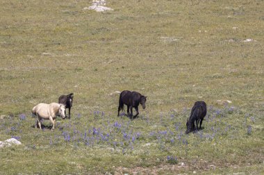 Yazın Montana 'daki Pryor Dağları' nda vahşi atlar