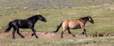 Yazın Montana 'daki Pryor Dağları' nda vahşi atlar