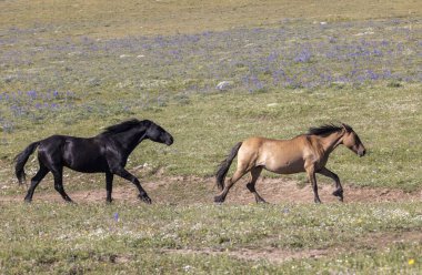Yazın Montana 'daki Pryor Dağları' nda vahşi atlar
