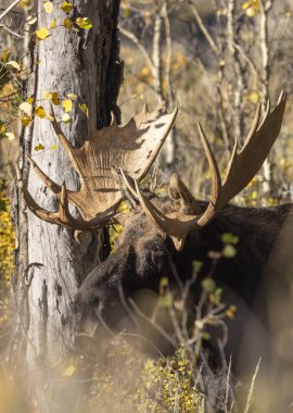 Sonbaharda Wyoming 'de monoton bir geyik.