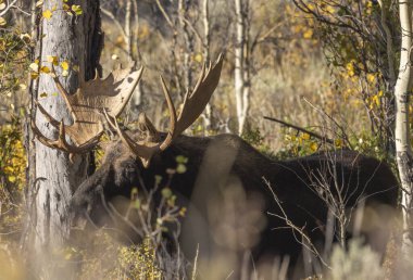 Sonbaharda Wyoming 'de monoton bir geyik.