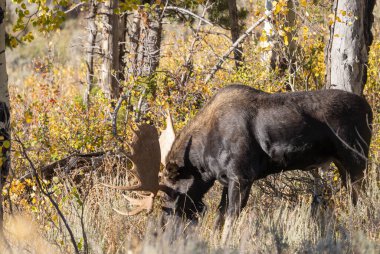 Sonbaharda Wyoming 'de monoton bir geyik.