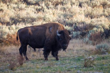 Wyoming 'de sonbaharda toz alan bir bizon.