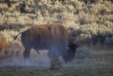 Wyoming 'de sonbaharda toz alan bir bizon.