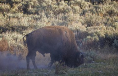 Wyoming 'de sonbaharda toz alan bir bizon.