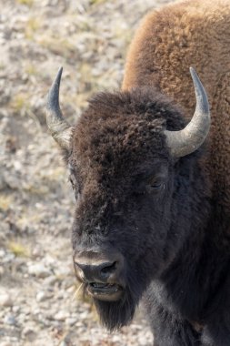 Yellowstone Ulusal Parkı Wyoming 'de sonbaharda bizon.