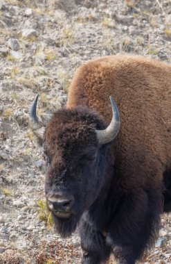 Yellowstone Ulusal Parkı Wyoming 'de sonbaharda bizon.