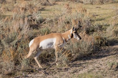 Wyoming 'de sonbaharda bir boynuzlu antilop.