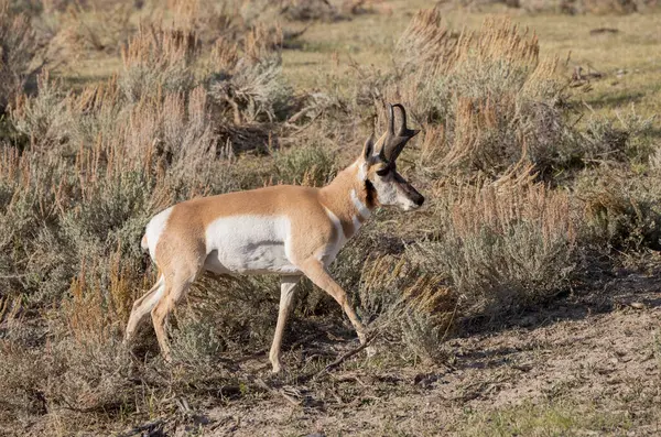 Wyoming 'de sonbaharda bir boynuzlu antilop.