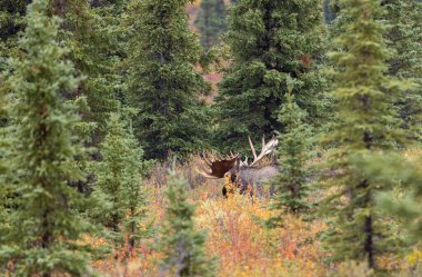 Alaska Yukon geyiği Sonbaharda Denali Ulusal Parkı Alaska 'da