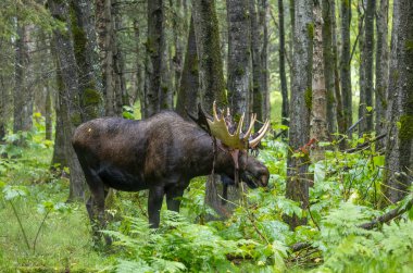 Alaska 'da sonbaharın başında bir boğa olan Yukon geyiği