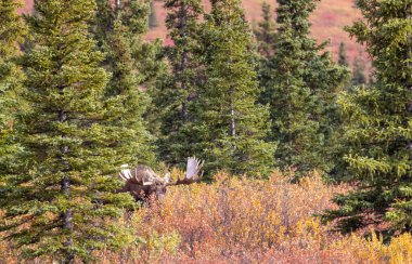 Alaska Yukon geyiği Sonbaharda Denali Ulusal Parkı Alaska 'da