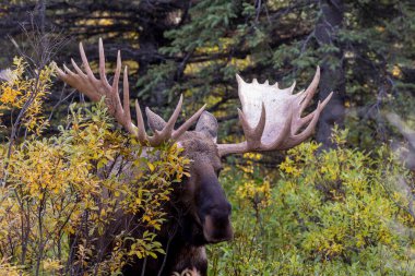 Alaska Yukon geyiği Sonbaharda Denali Ulusal Parkı Alaska 'da