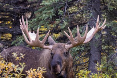 Alaska Yukon geyiği Sonbaharda Denali Ulusal Parkı Alaska 'da