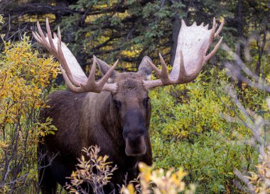 Alaska Yukon geyiği Sonbaharda Denali Ulusal Parkı Alaska 'da