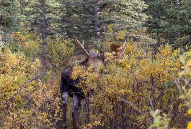 Alaska Yukon geyiği Sonbaharda Denali Ulusal Parkı Alaska 'da