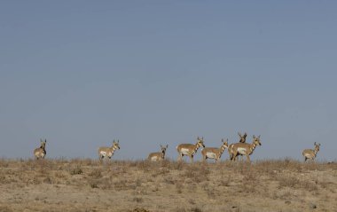 a herd of pronghorn antelope in the Utah desert in autumn clipart