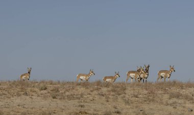 a herd of pronghorn antelope in the Utah desert in autumn clipart