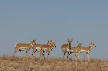 Sonbaharda Utah çölünde bir antilop sürüsü.
