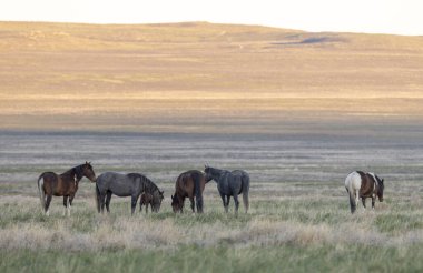 Utah çölünde ilkbaharda vahşi atlar