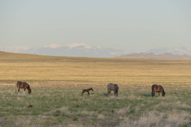 Utah çölünde ilkbaharda vahşi atlar