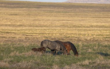 Utah çölünde ilkbaharda vahşi atlar