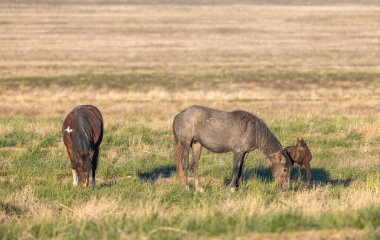Utah çölünde ilkbaharda vahşi atlar