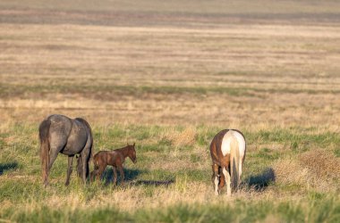 Utah çölünde ilkbaharda vahşi atlar