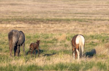 Utah çölünde ilkbaharda vahşi atlar