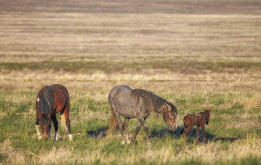 Utah çölünde ilkbaharda vahşi atlar