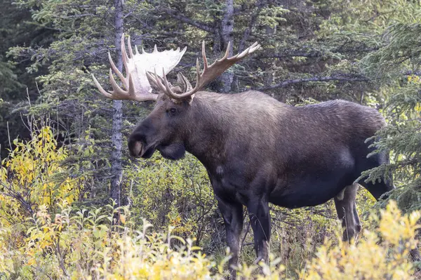 Sonbaharda Denali Ulusal Parkı Alaska 'da bir Alska Yukon geyiği.