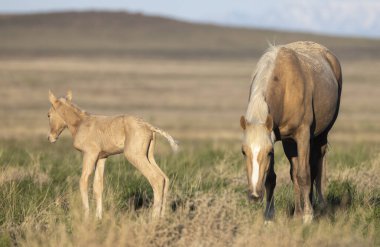 Baharda Utah çölünde vahşi bir kısrak ve tay.