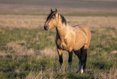 Baharda Utah çölünde vahşi bir at.