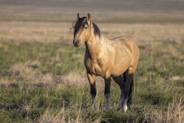 Baharda Utah çölünde vahşi bir at.