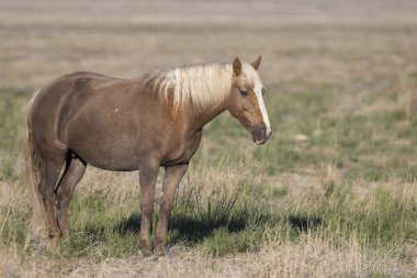 Baharda Utah çölünde vahşi bir at.