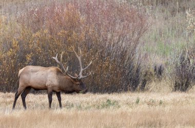 Yellowstone Ulusal Parkı 'nda sonbaharda Wyoming' de tekdüze bir geyik.