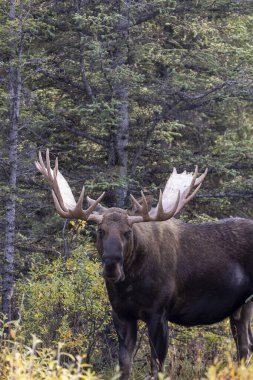 Alaska Yukon geyiği Sonbaharda Denali Ulusal Parkı Alaska 'da