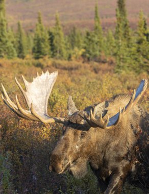 Alaska Yukon geyiği Sonbaharda Denali Ulusal Parkı Alaska 'da