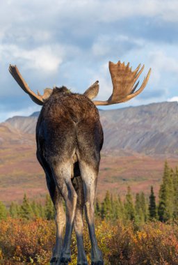 Alaska Yukon geyiği Sonbaharda Denali Ulusal Parkı Alaska 'da