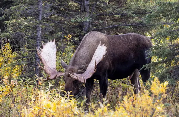 Alaska Yukon geyiği Sonbaharda Denali Ulusal Parkı Alaska 'da