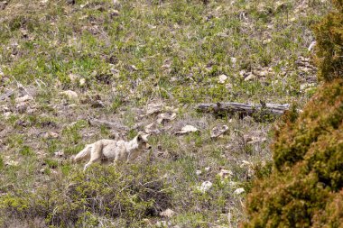 Wyoming 'de ilkbaharda bir çakal.