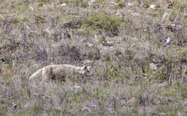 Wyoming 'de ilkbaharda bir çakal.