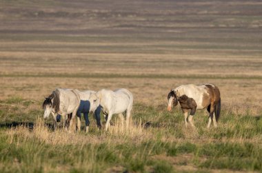 Utah çölünde ilkbaharda vahşi atlar