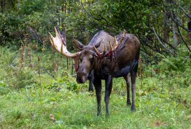 Alaska yukon boğa geyiği Sonbaharın başlarında Alaska 'da