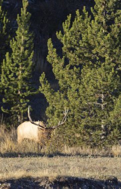 Sonbaharda Wyoming 'de tekdüze bir geyik.