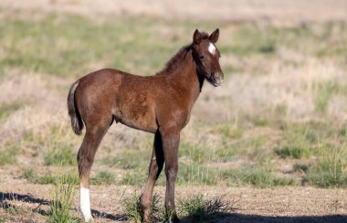 Utah Çölü 'nde tatlı bir at yavrusu.